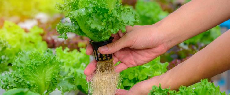 EC PH hydroponic