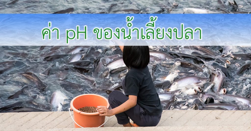 ค่า pH ของน้ำเลี้ยงปลา